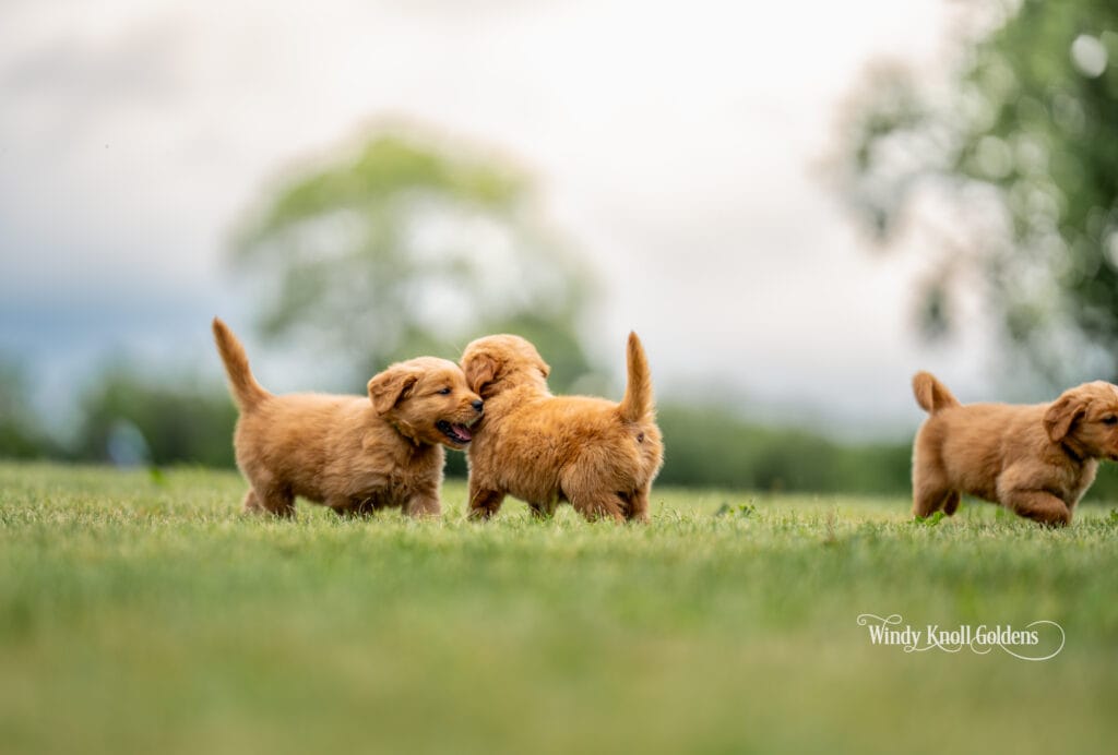 Maine akc puppies