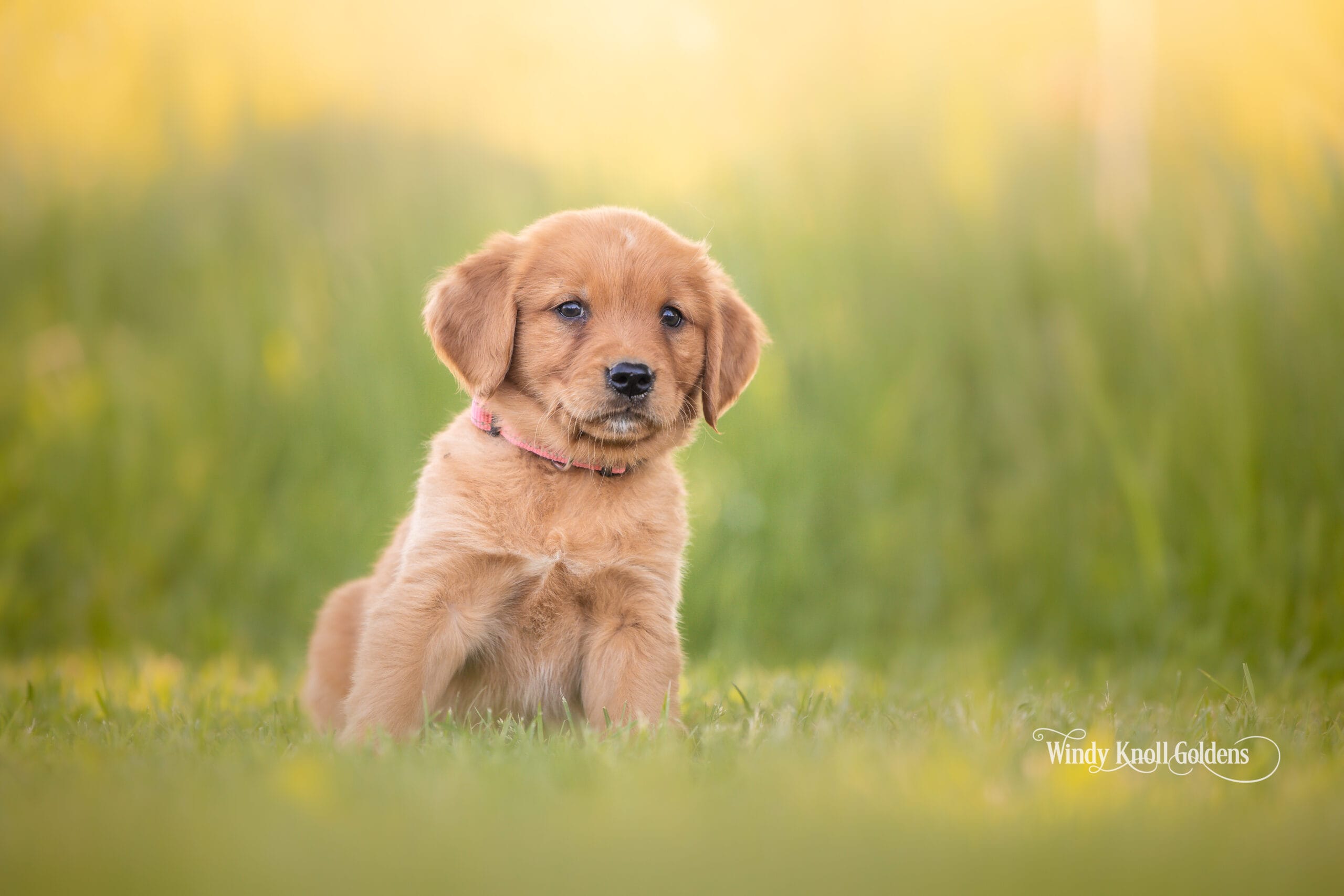 golden retriever litters