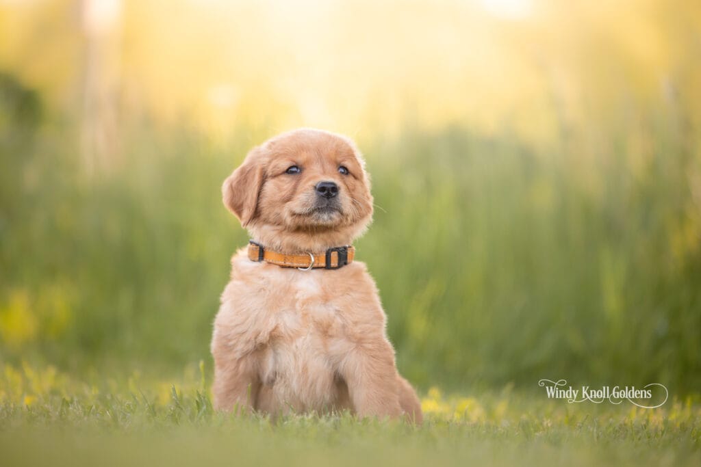 Golden Retriever puppies sitting on the grass in maine