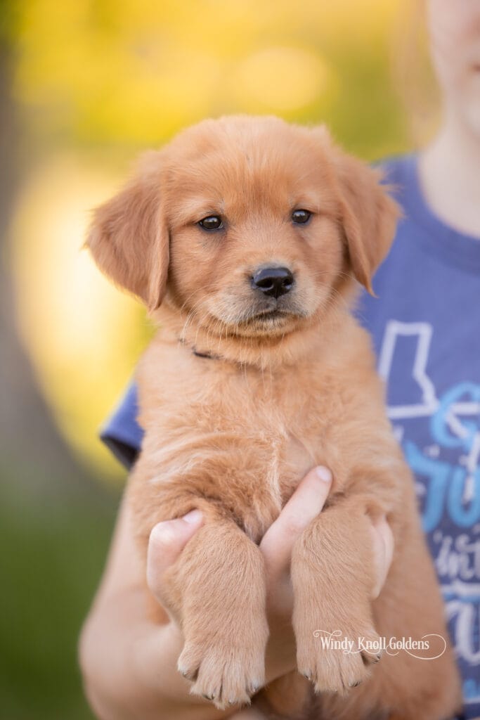 Golden Retriever puppy litters in maine