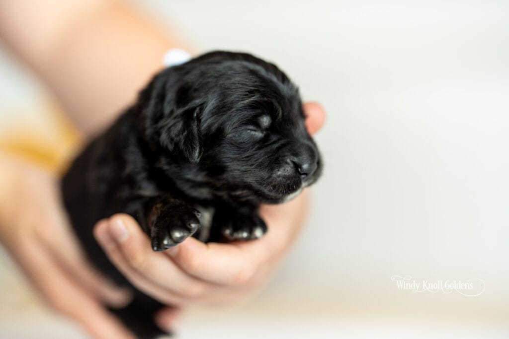 Golden Mountain Puppy posing for photo