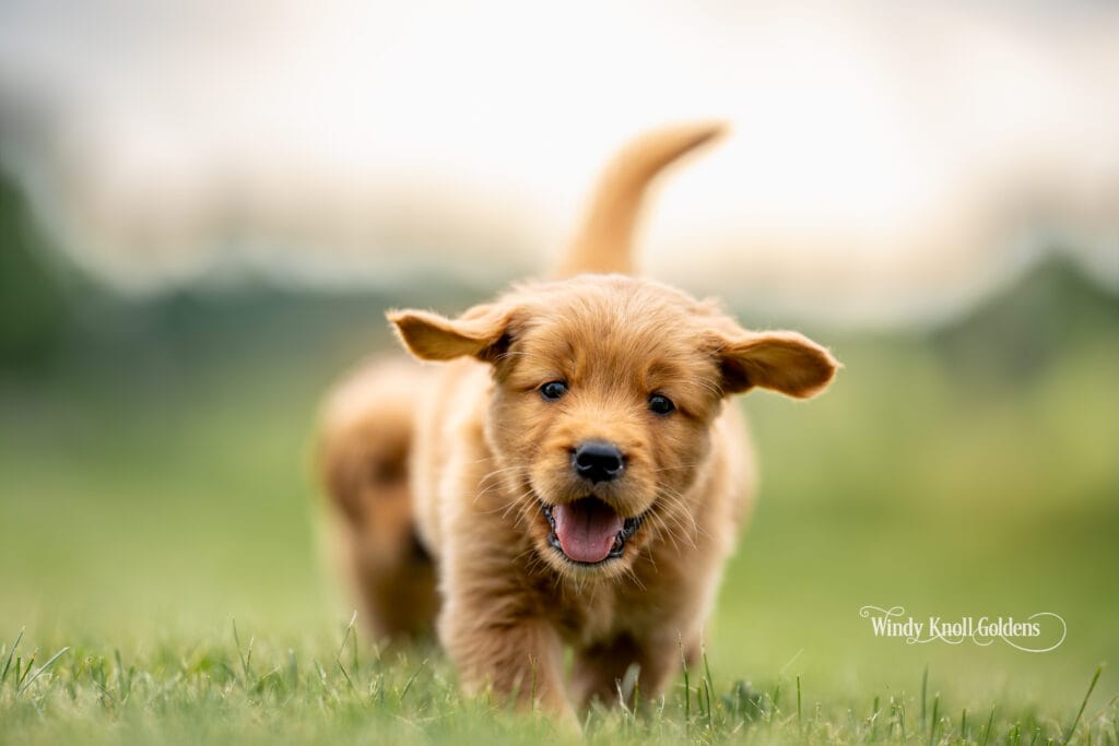 American Golden Retrievers