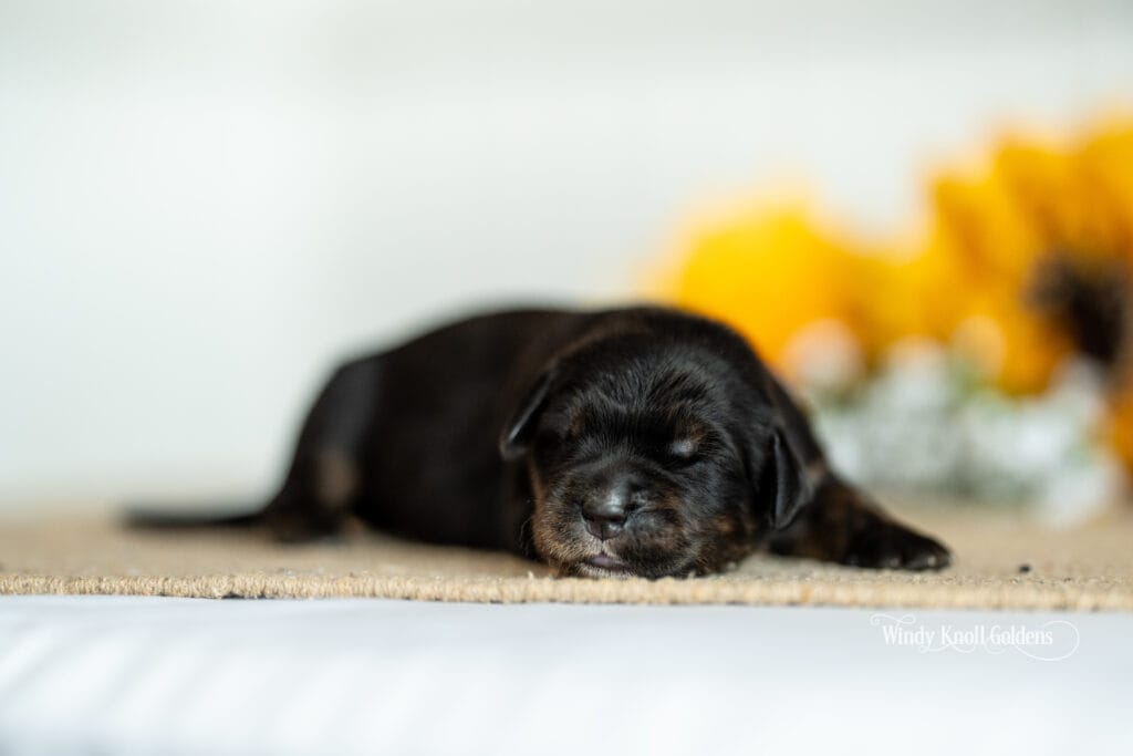 Golden Mountain Dog Puppies