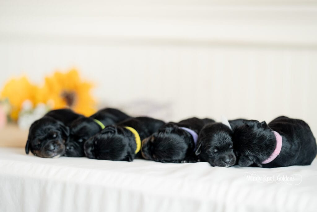 newborn Golden Mountain Puppies in maine