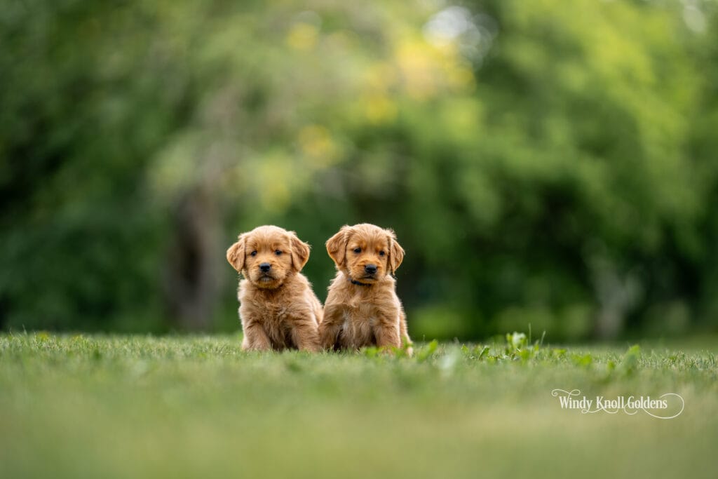 American Golden Retriever puppies playing outside in the grass