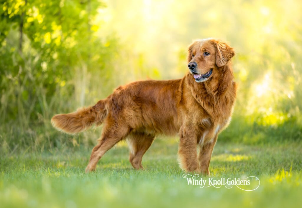 Golden Shepherds
