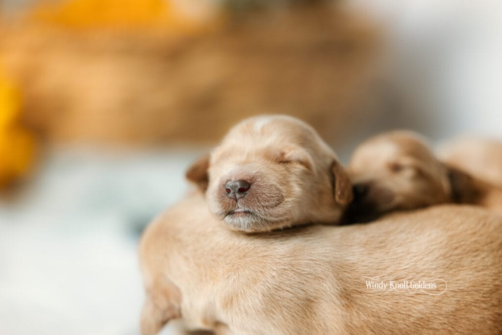 nweborn puppies