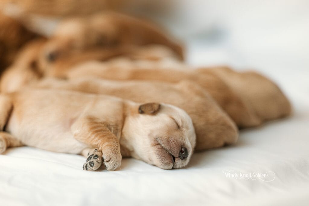 akc puppies in maine