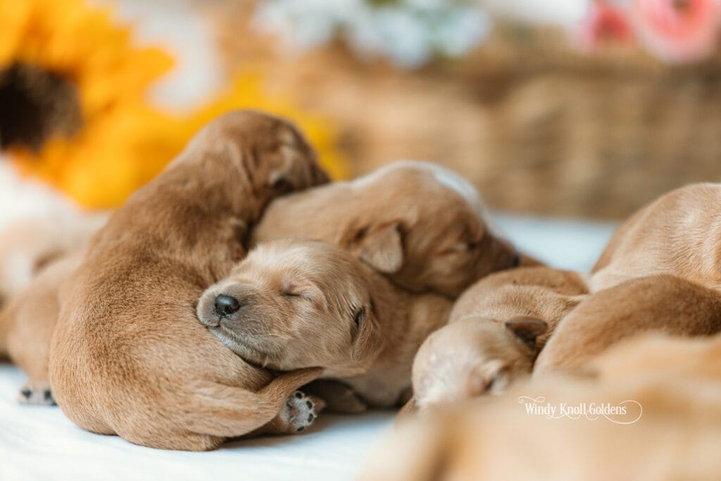 puppies