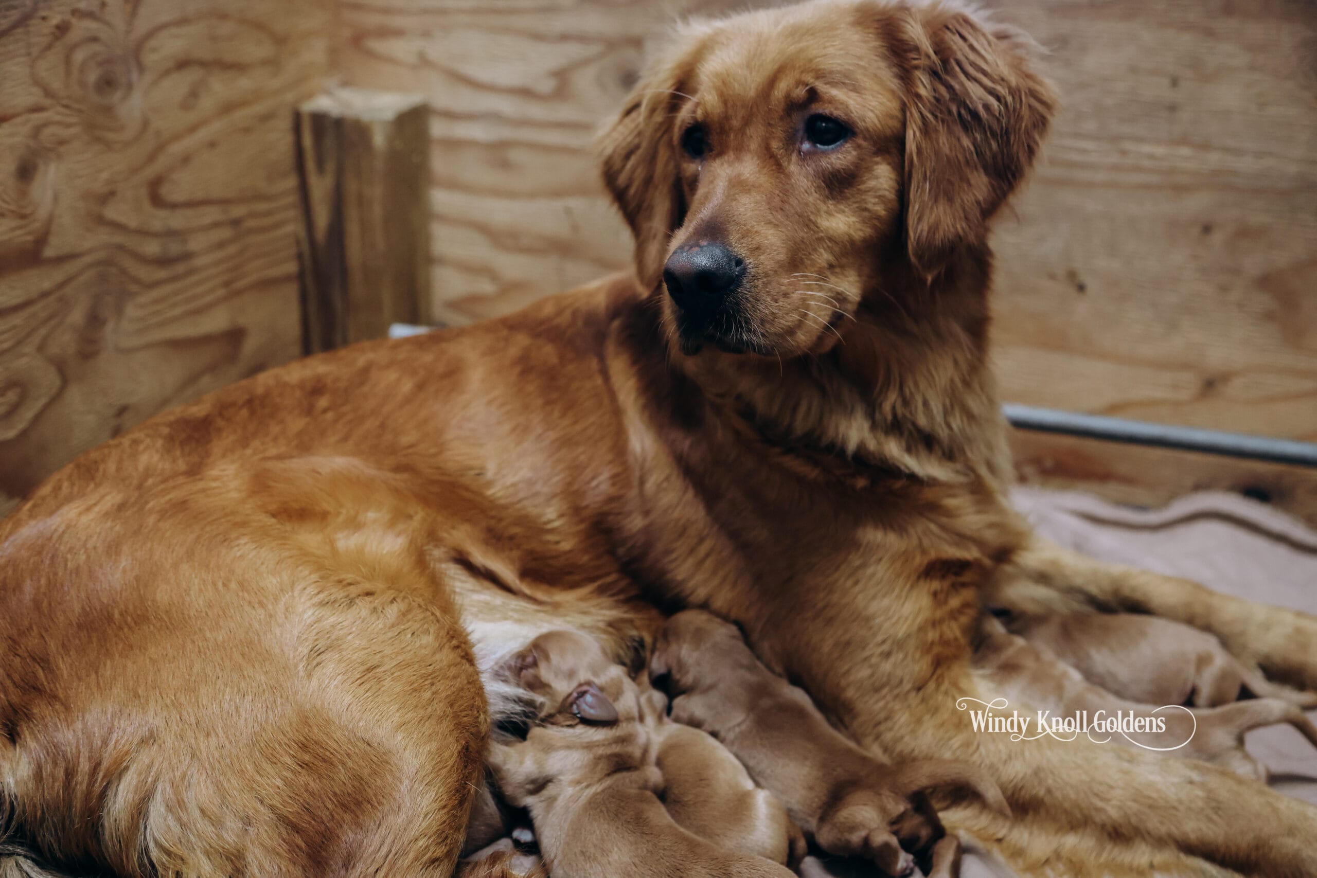 Dark Golden new born puppies