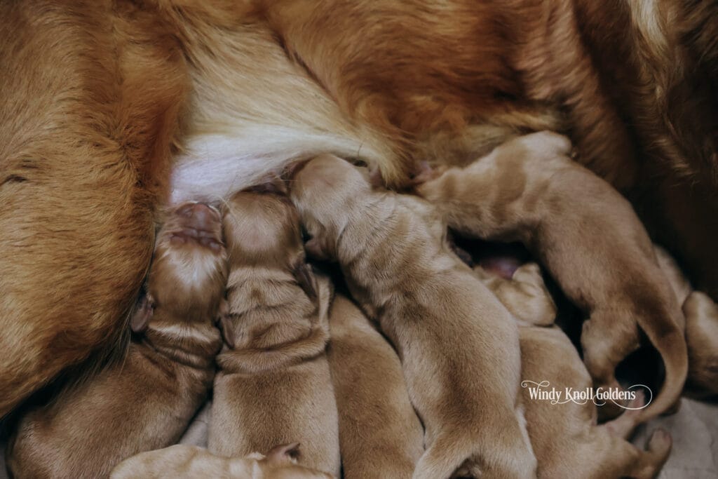 dark golden newborn puppies