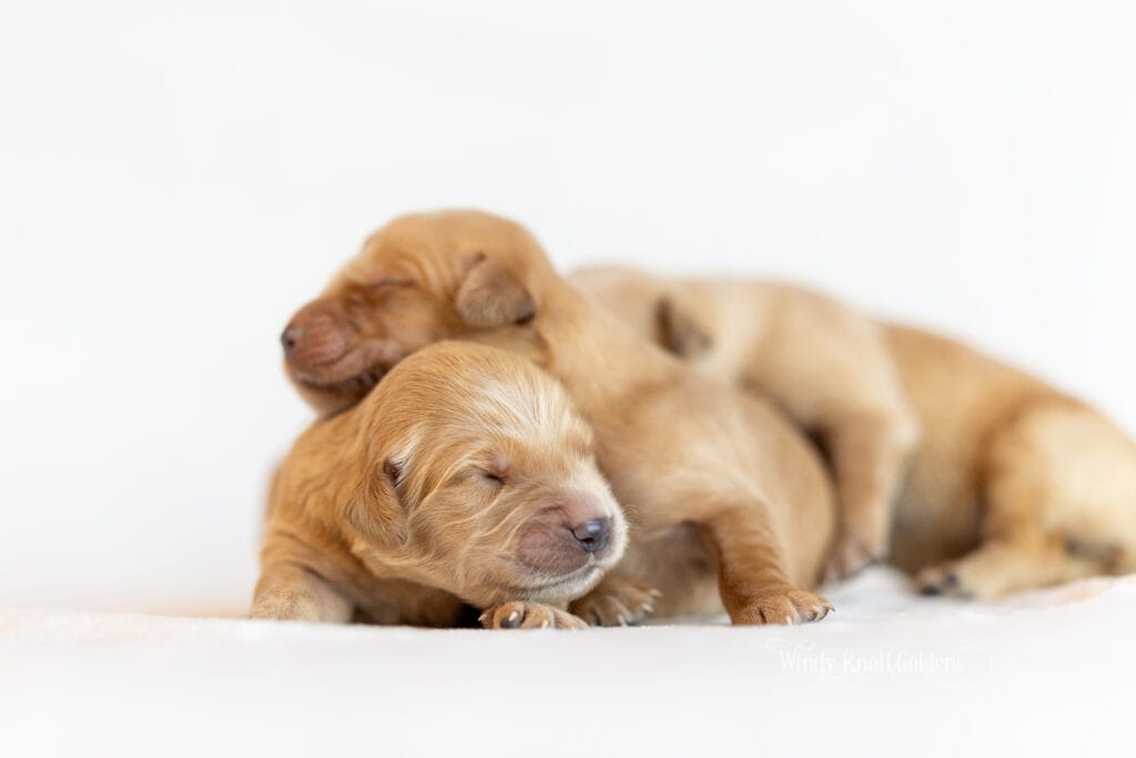 new puppies