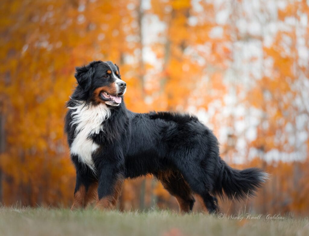 Golden Mountain Dog