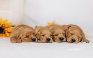 Betty's puppies at 3 weeks old