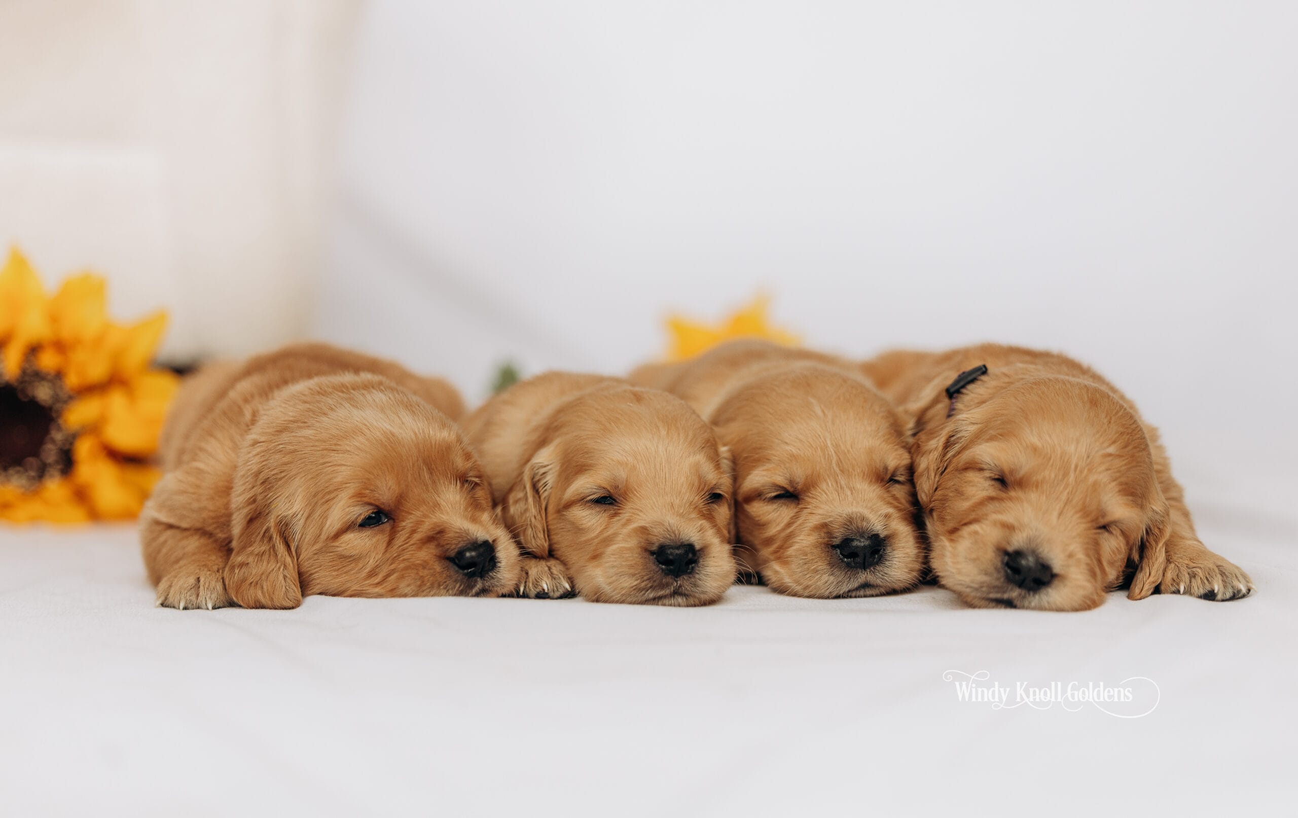 Betty's puppies at 3 weeks old