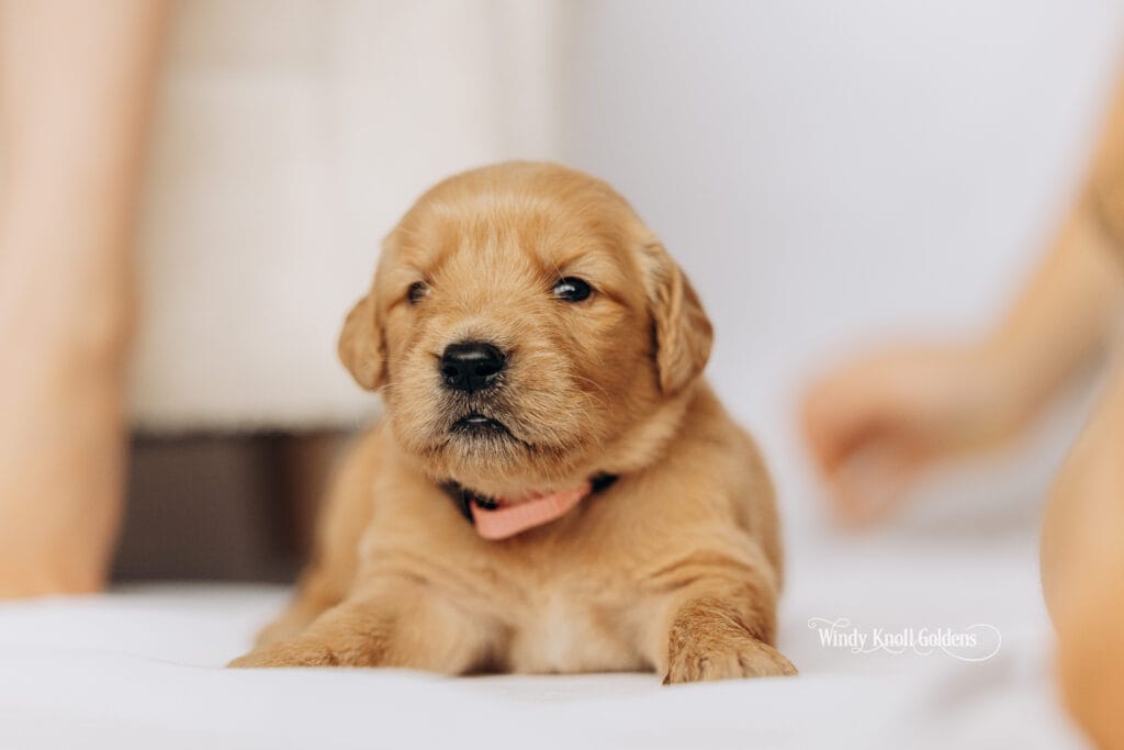 3 week old puppies