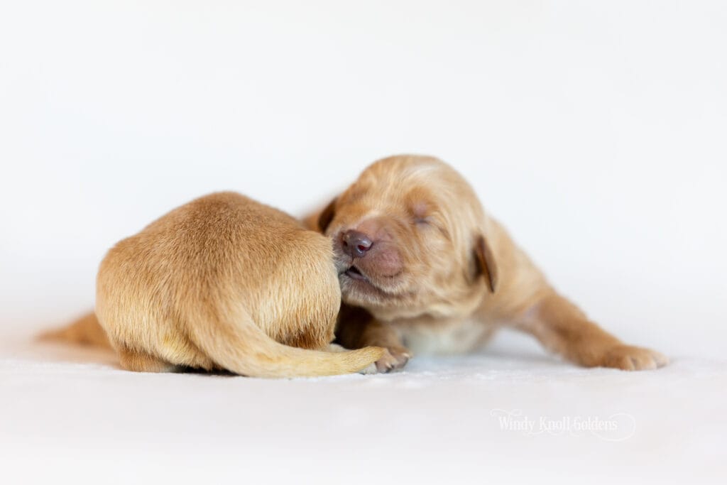 puppies