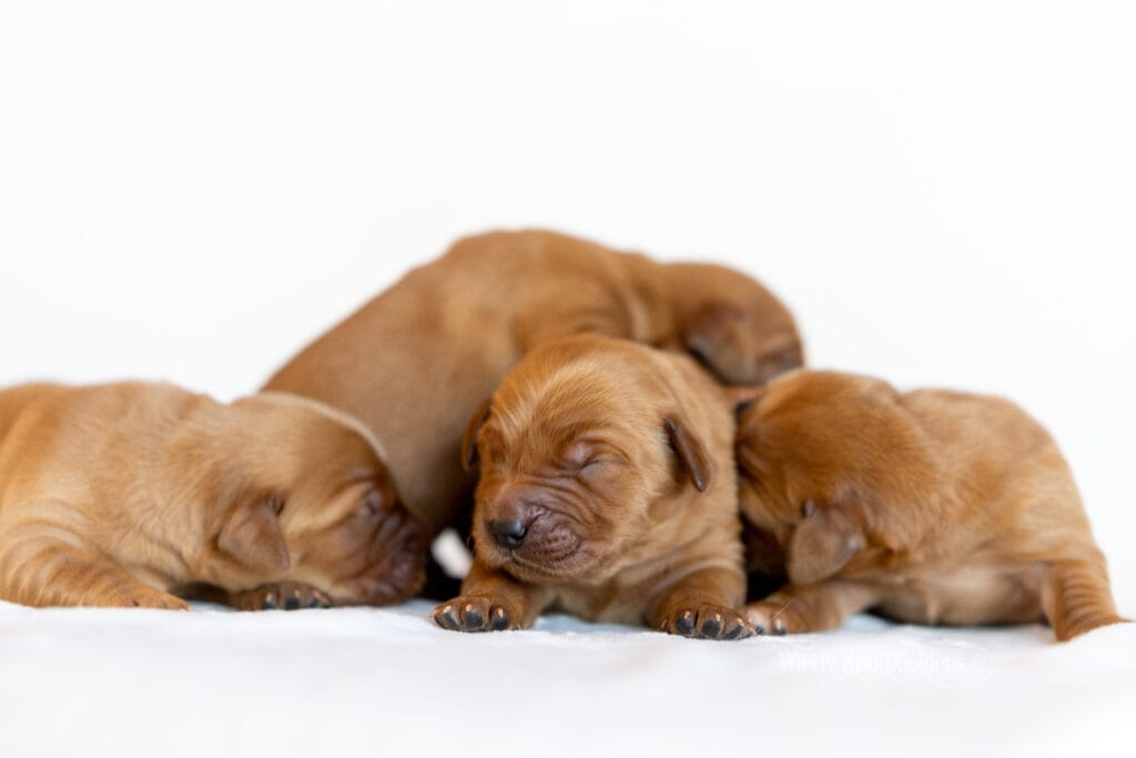 puppies