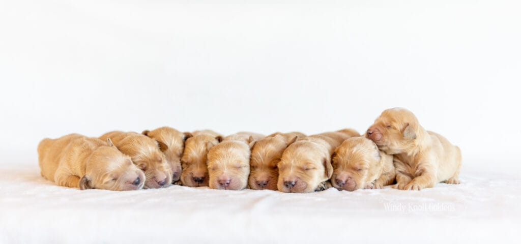 American Golden Retriever Puppies In Maine