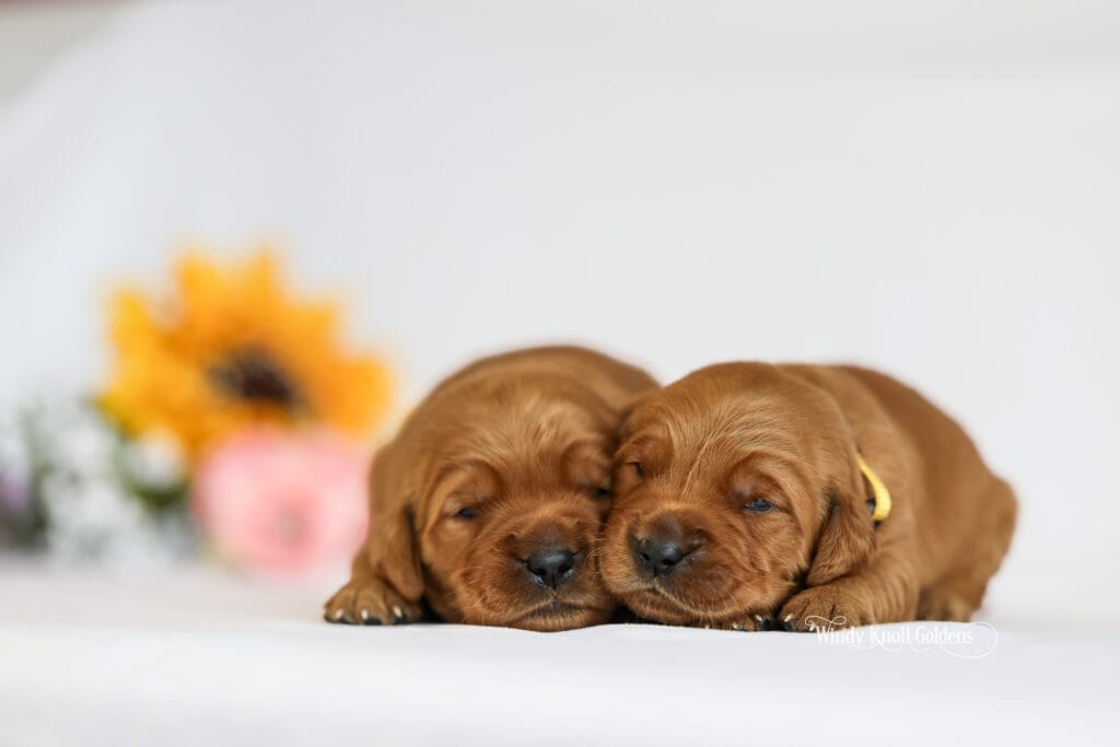 akc dark red new born puppies