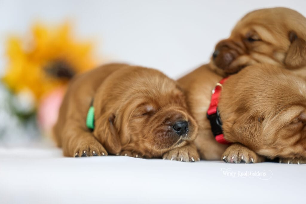dark red puppies