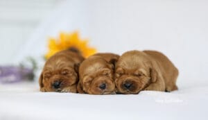 dark red puppies in maine
