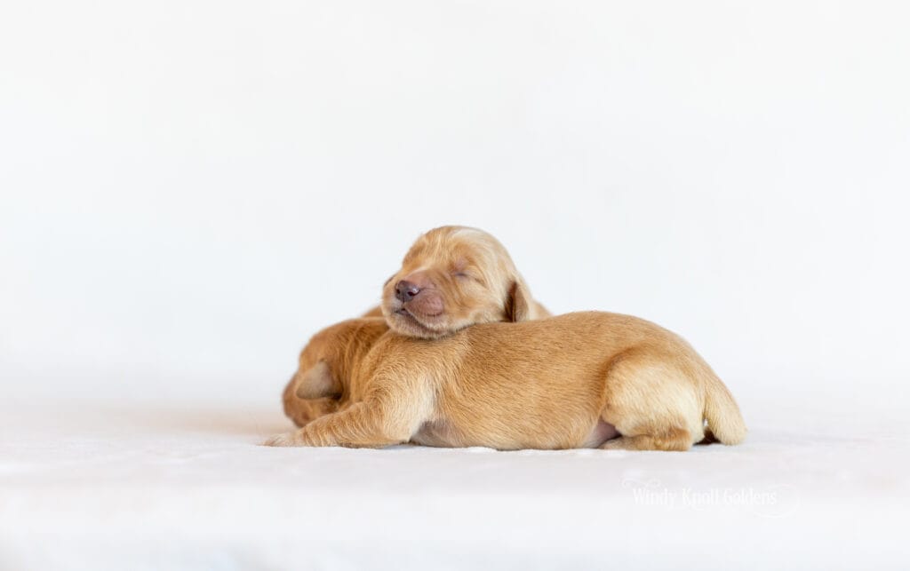 new puppies