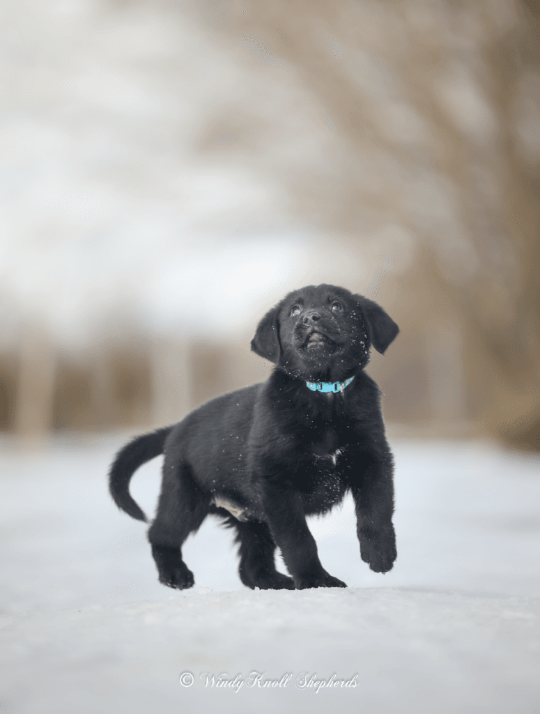 Golden Shepherd puppy 