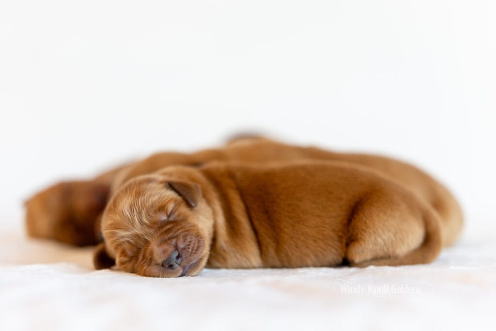 Golden Puppies In Maine