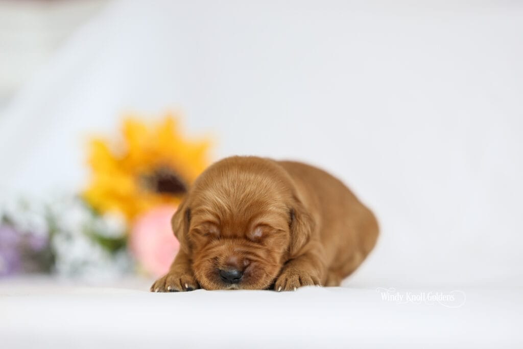 Dark red golden puppies near me