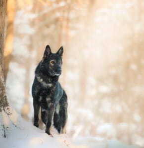 Golden Shepherd Dog