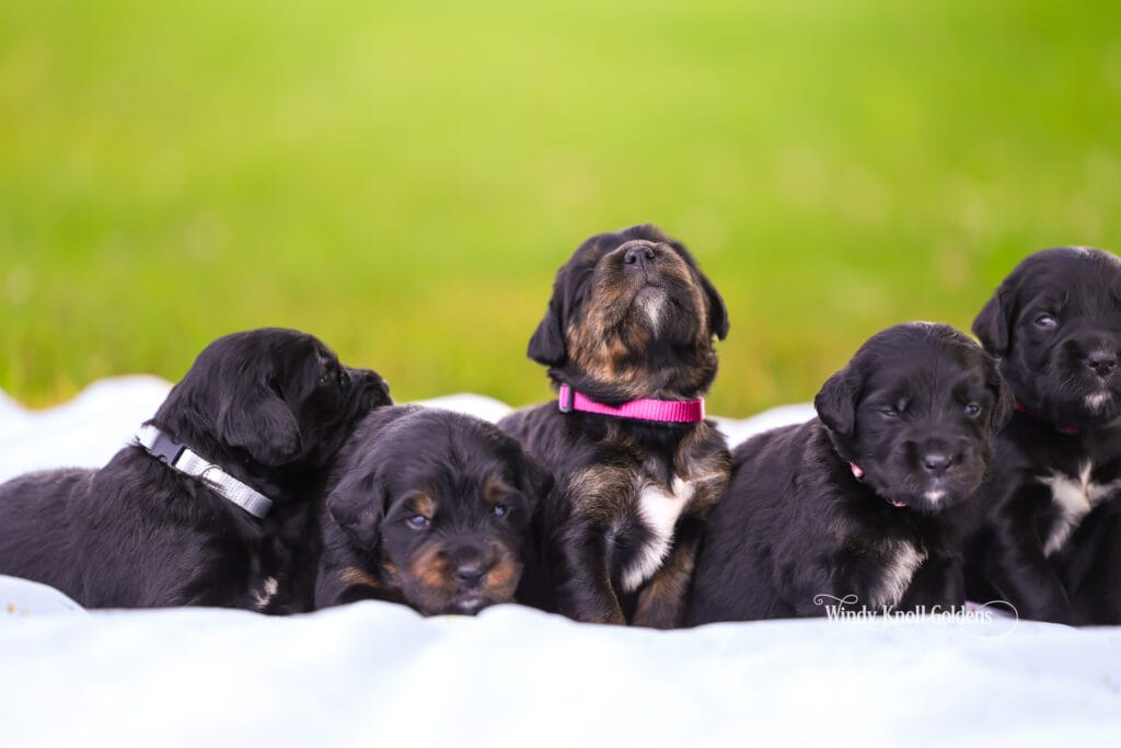 Golden Mountain Puppies