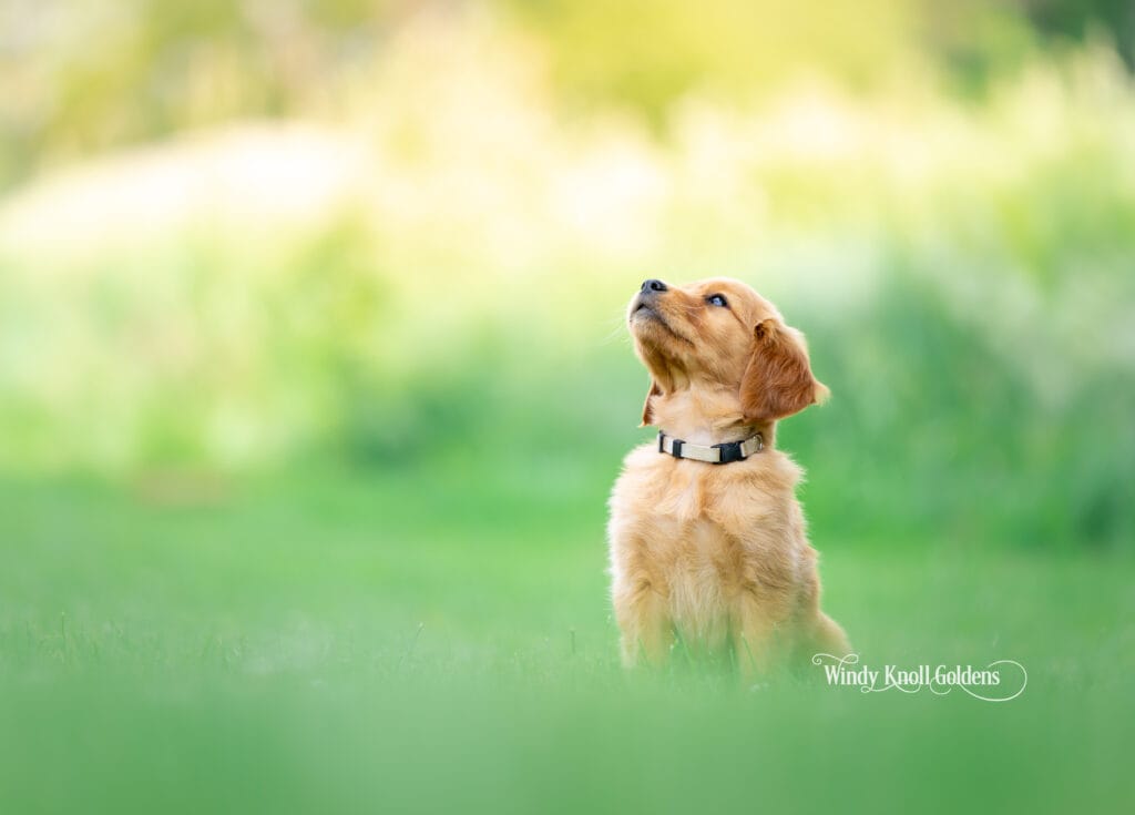 golden retriever puppy going to a new home