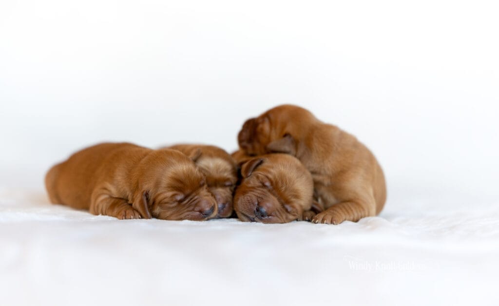 AKC puppies in maine