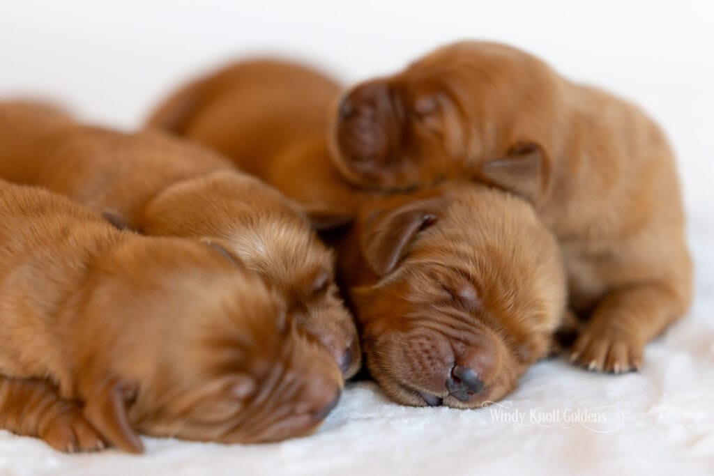 puppy photos