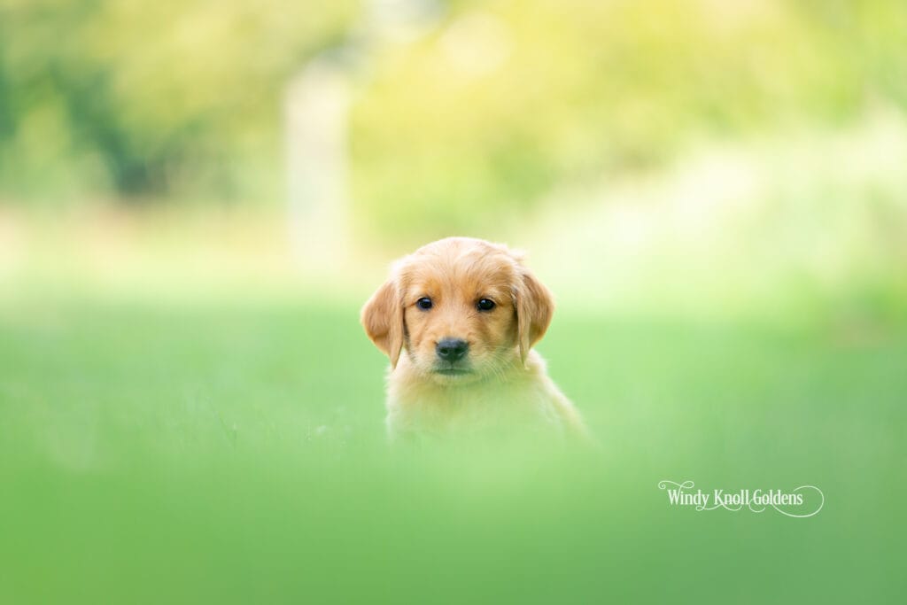 new homes for puppies