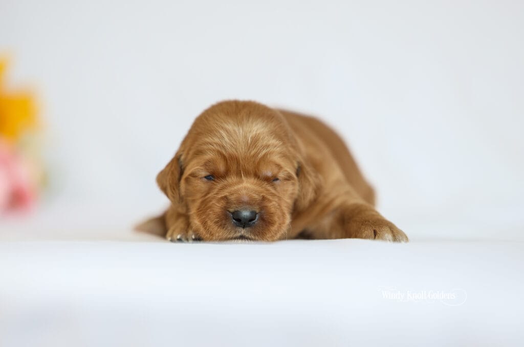 Dark red golden retriever puppies from Acadia and Brad's litter at two weeks old