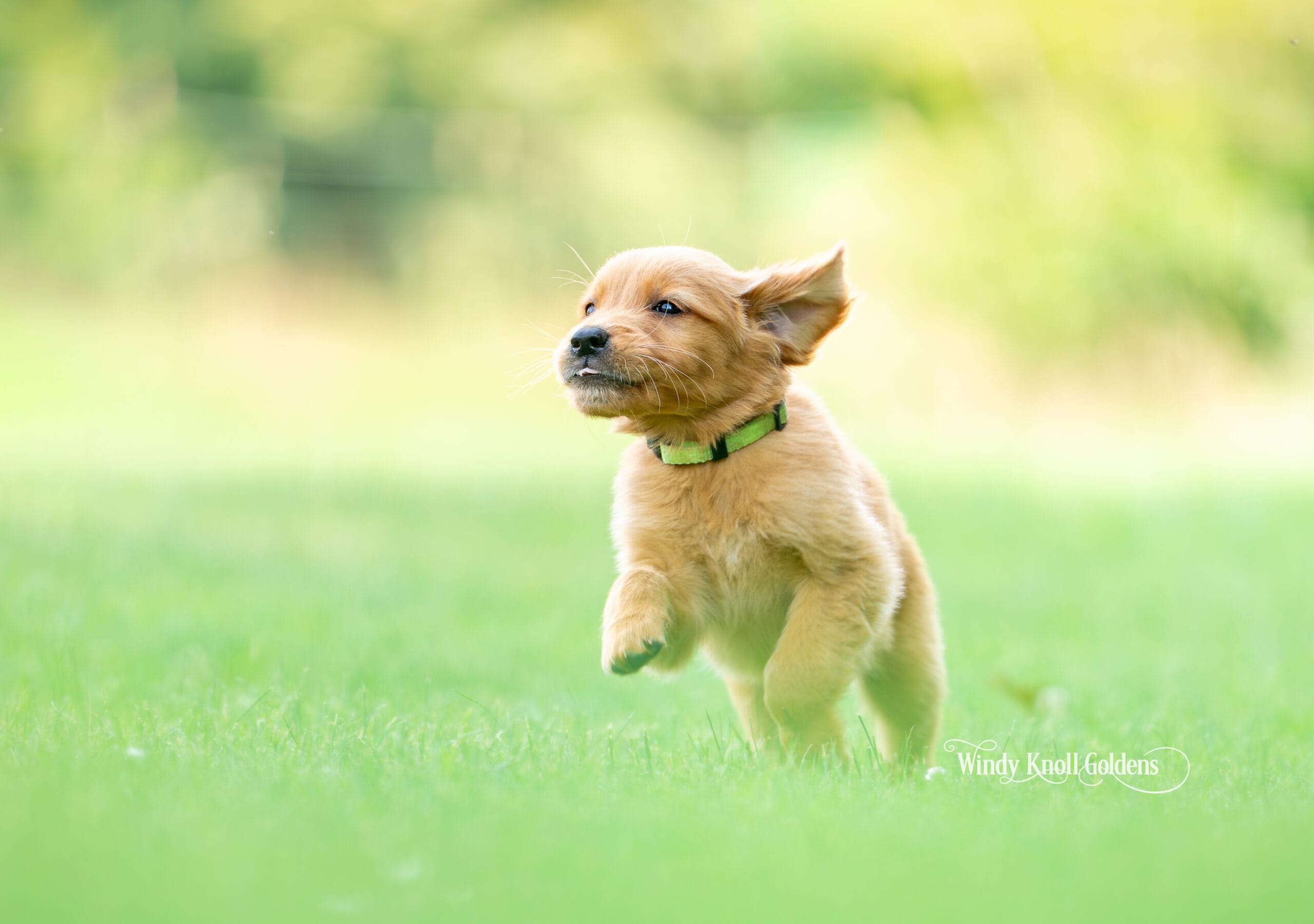 new homes for Golden Retriever puppies