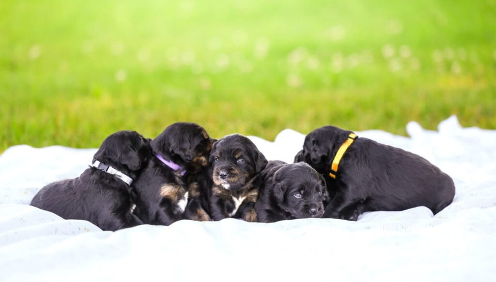 Golden Mountain Dog puppies
