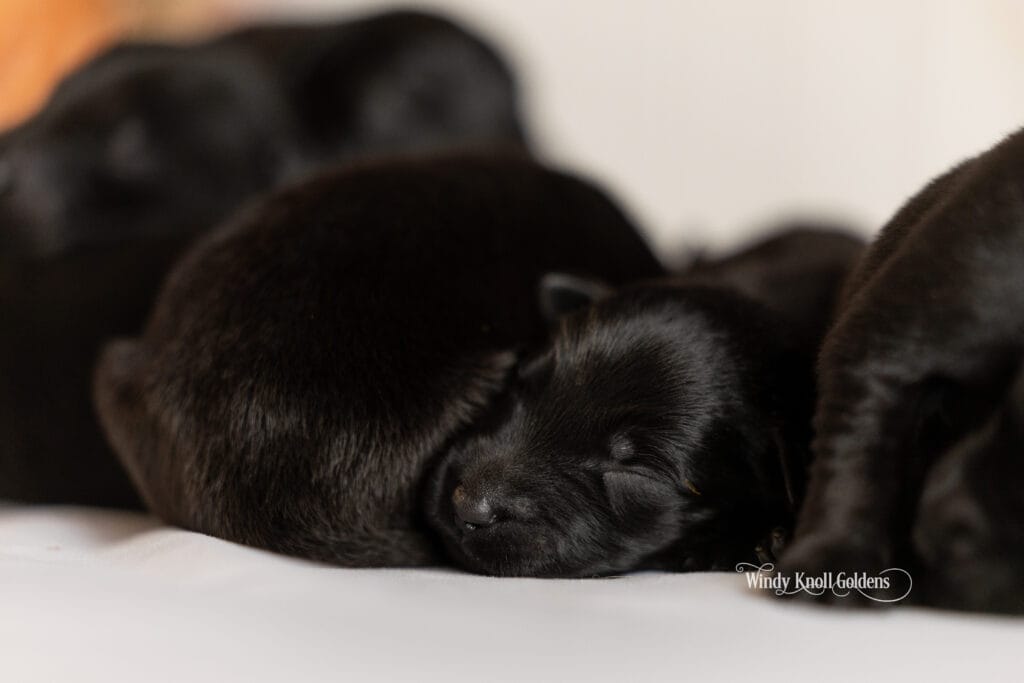 Golden Shepherd puppies