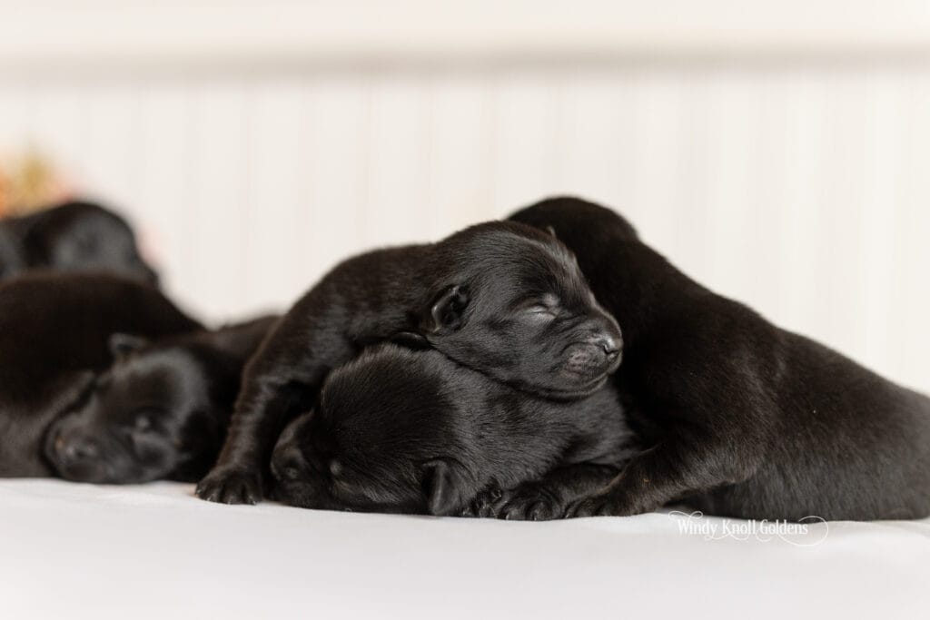 Golden Shepherd puppies