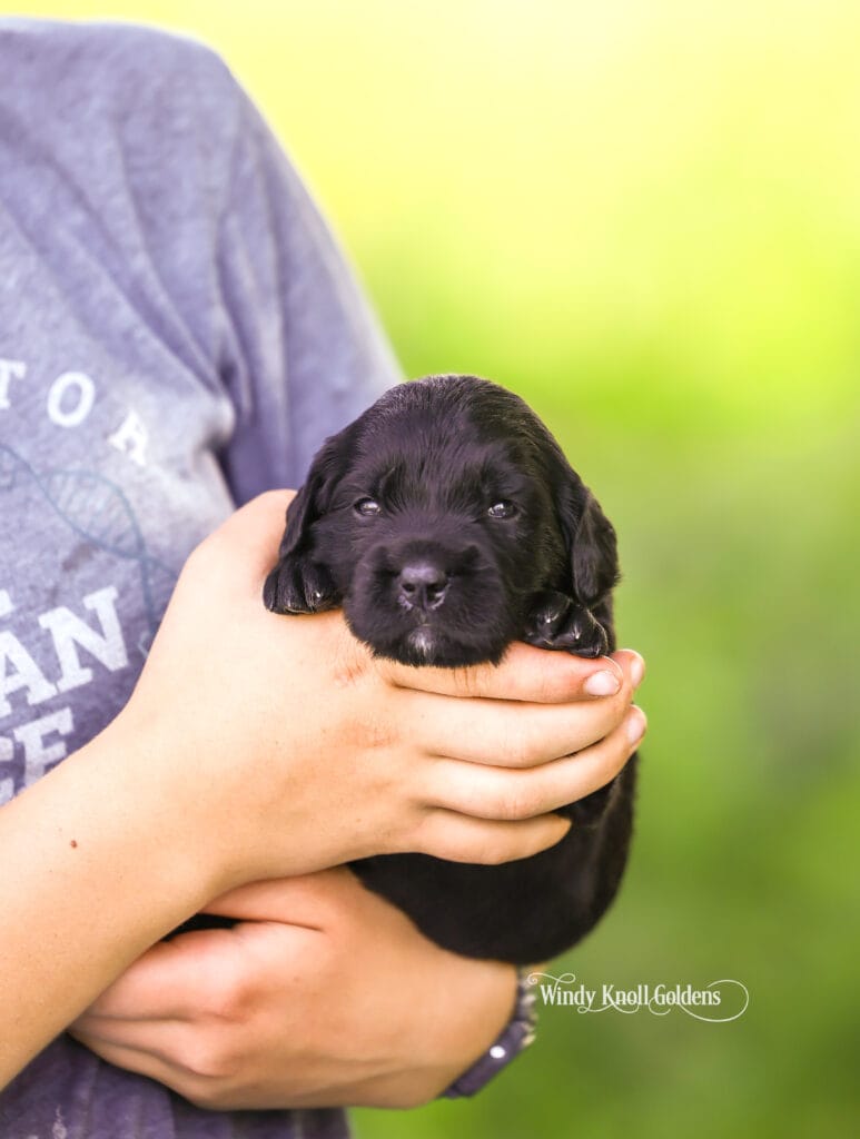 Golden mountain puppies in maine