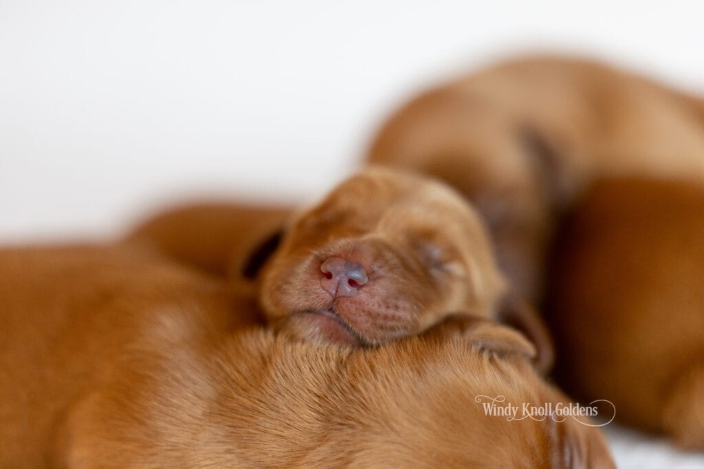 puppies