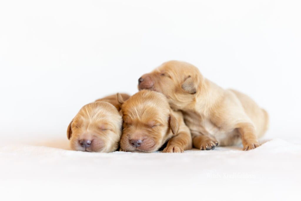 akc newborn puppies