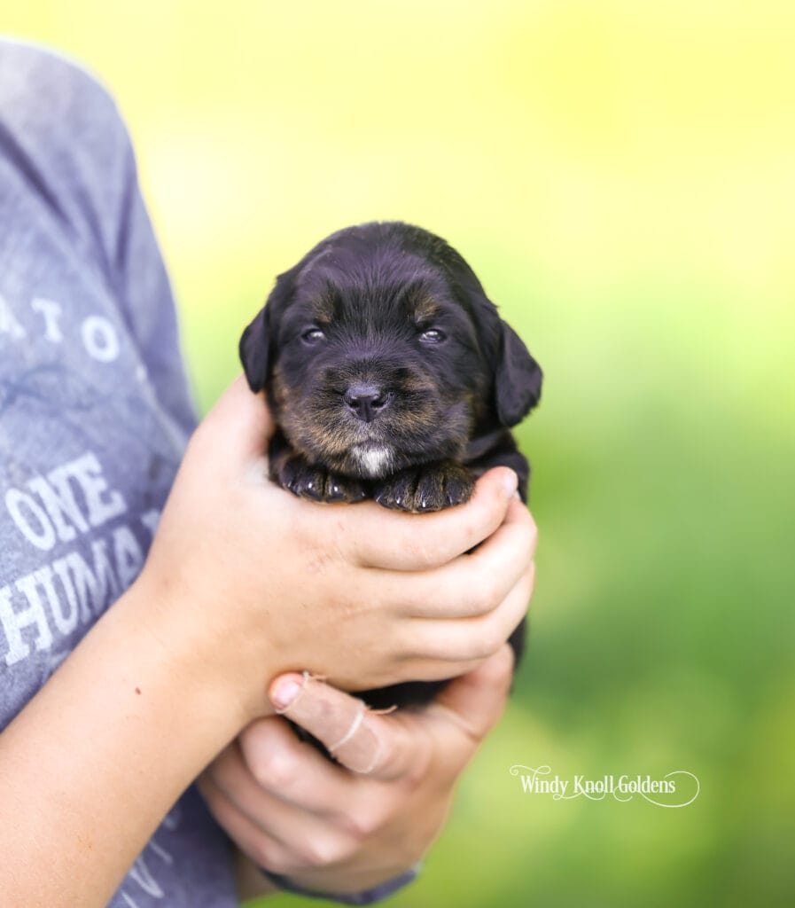 Golden mountain puppy photoshoot