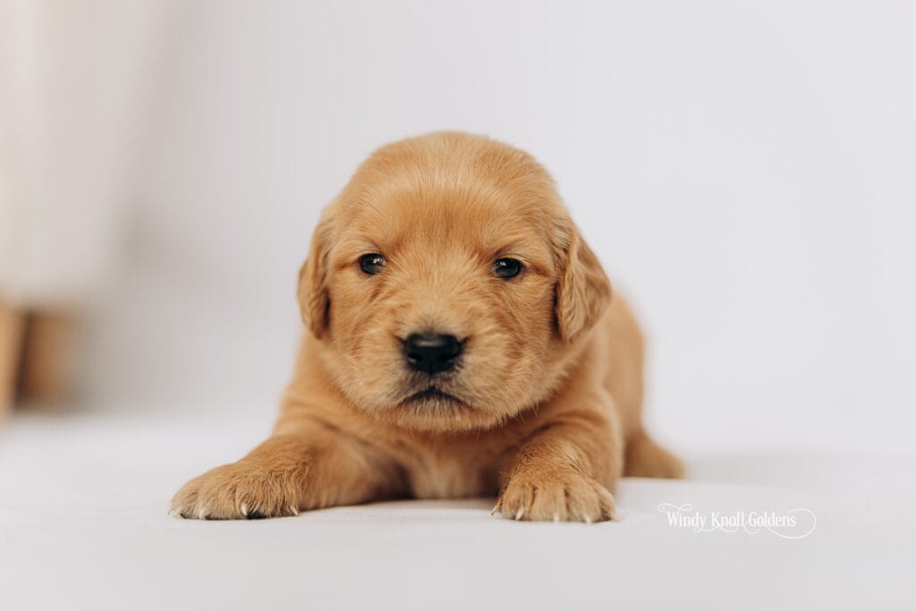 3 weeks old