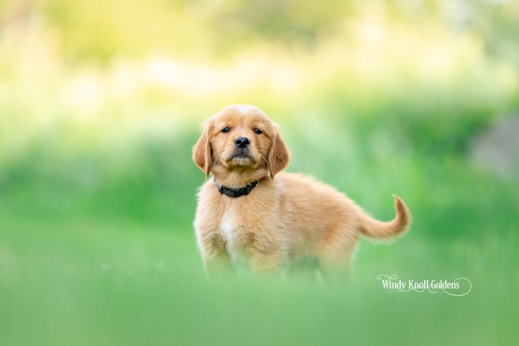 golden retreiver puppy going home