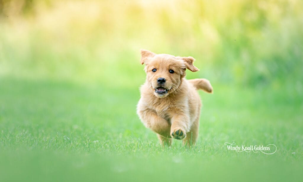 new homes for golden retriever puppy