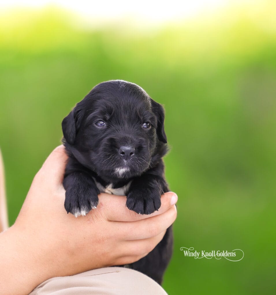 Golden mountain puppies in Maine