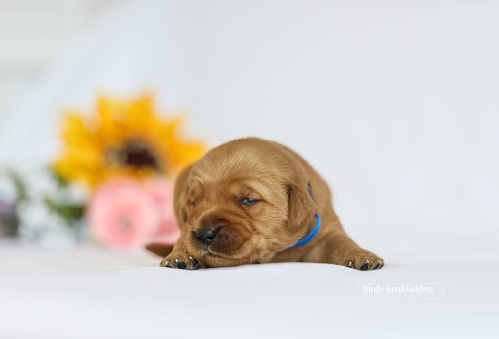 dark red puppies
